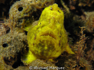 Face to face, Frogfish by Abimael Márquez 